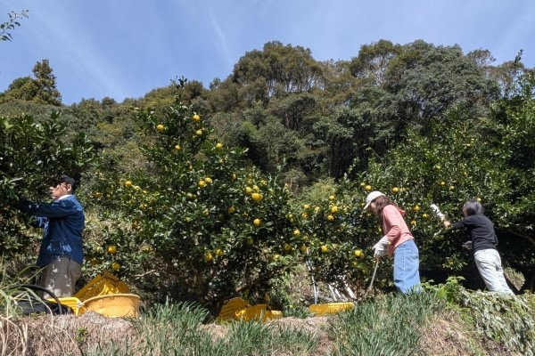 DKSH Japan Supports Yuzu Harvest in Kochi Prefecture Exploring Yuzu’s Global Potential